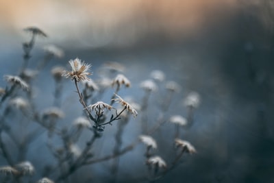 白色枯萎蒲公英的近景